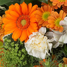 Florist's Choice Posy Arrangement