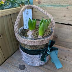 A Hyacinth Planted vase