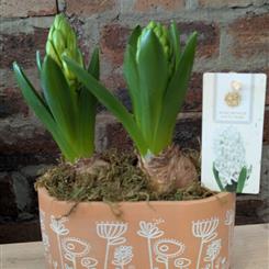 Hyacinth ceramic planter 