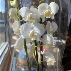 phalaenopsis orchid with pot